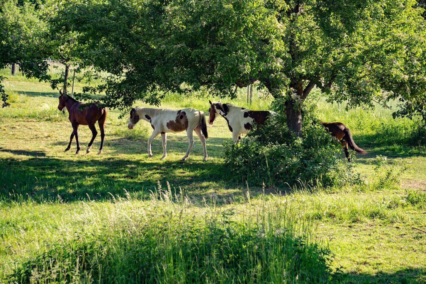 Bad Soden am Taunus Offroad Ponys Stall